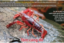 Tôm hùm đất Trung Quốc tràn vào Việt Nam dù bị cấm nhập cảng