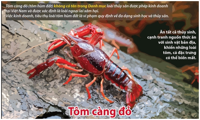Tôm hùm đất Trung Quốc tràn vào Việt Nam dù bị cấm nhập cảng