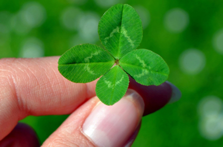 Trong họa có phúc!