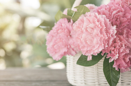 Thiếu nữ và hai con sói hoang