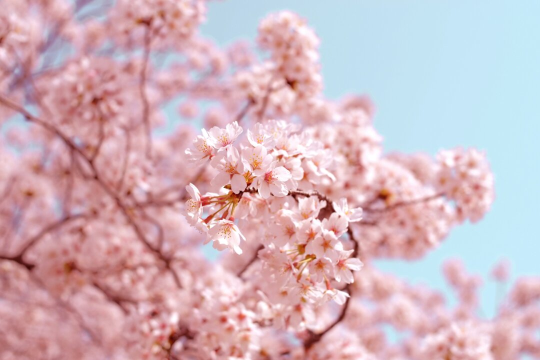 (Ảnh: Unsplash)
