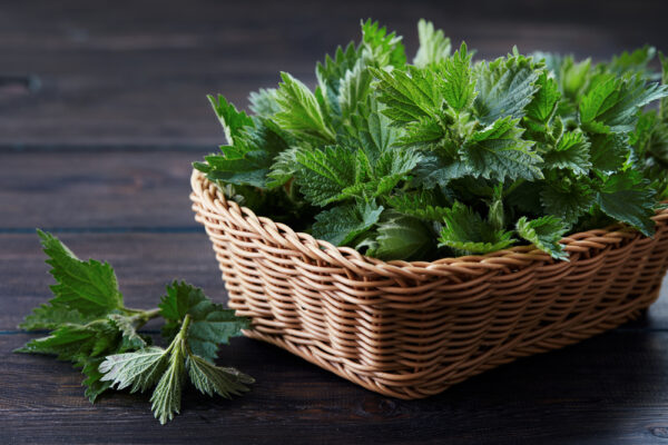 Cây tầm ma (Ảnh: Melica/Shutterstock)