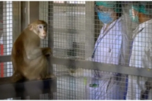 Việt Nam xuất cảng khỉ sống sang Trung Quốc