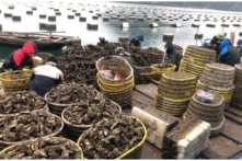 Việt Nam tăng xuất cảng hàu tươi sang Đài Loan, Lào