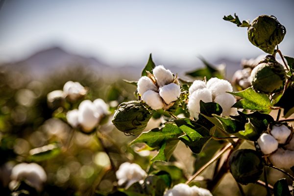 Cây bông truyền hương thơm. (Ảnh: Shutterstock)