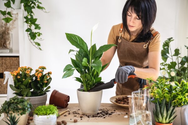 Hoa Lan ý phát triển tốt trong điều kiện ánh sáng yếu – lý tưởng để sử dụng trong nhà. (Ảnh: ganjalex/Shutterstock)