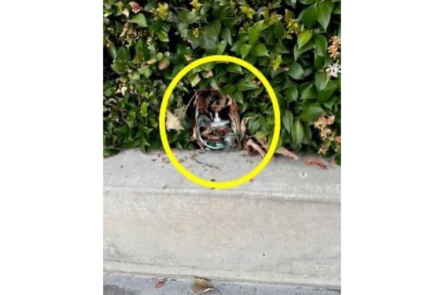 Một camera ẩn khác được phát hiện ở khu vực Nam California