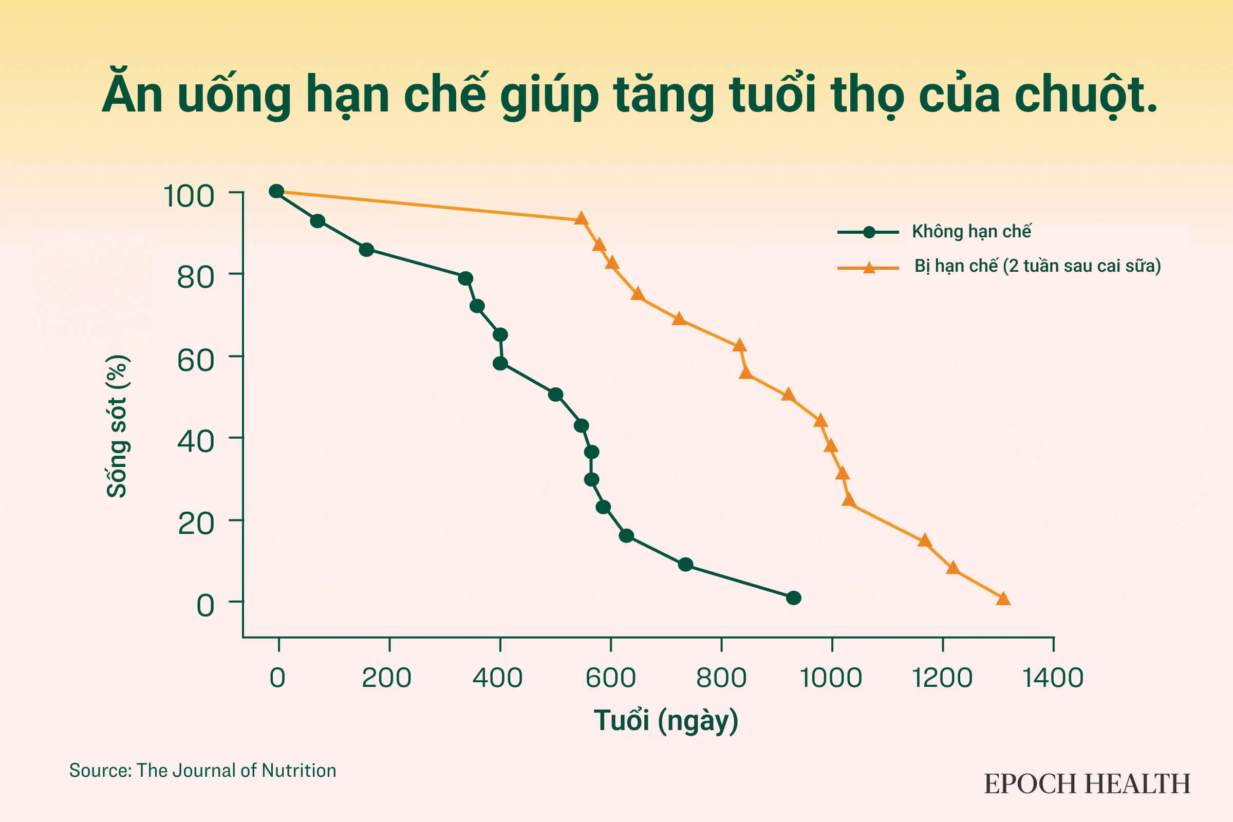 Những con chuột đực áp dụng phương pháp ăn hạn chế có tuổi thọ tăng 33% so với những con chuột áp dụng cách ăn không hạn chế. (Ảnh: The Epoch Times)