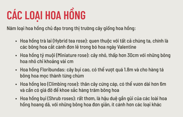 Bạn có thể trồng hoa hồng, điều đó không phức tạp như bạn nghĩ