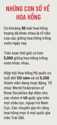 Bạn có thể trồng hoa hồng, điều đó không phức tạp như bạn nghĩ