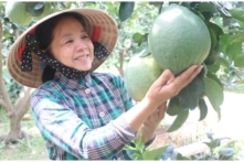 Trái bưởi Việt Nam được cấp phép vào thị trường Nam Hàn