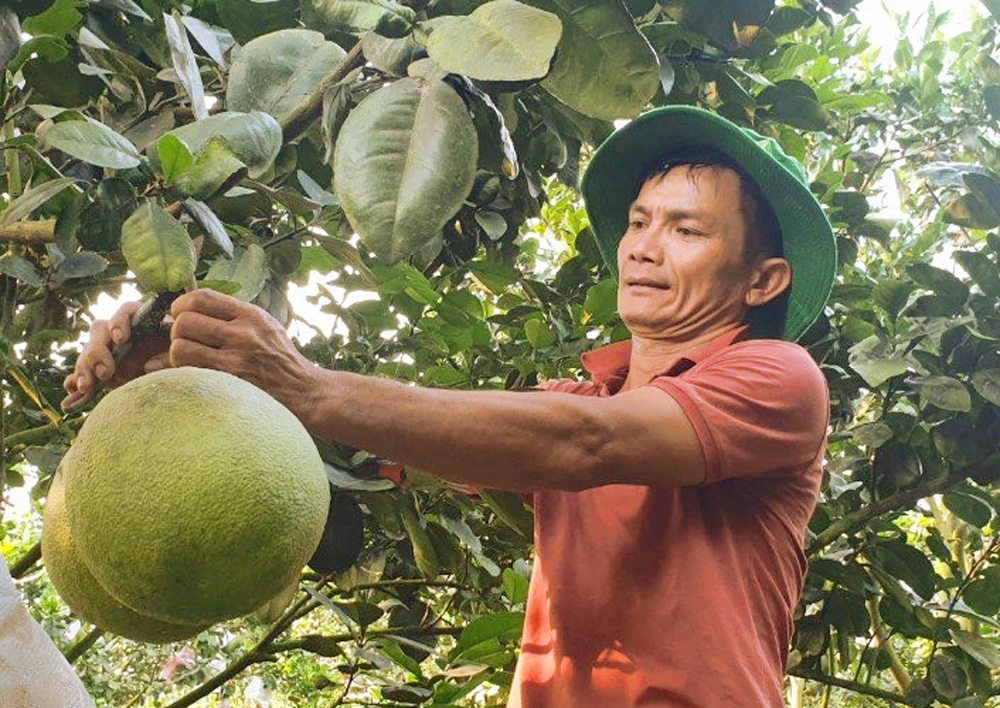 bưởi da xanh